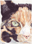 Colored pencil portrait entitled Javascript